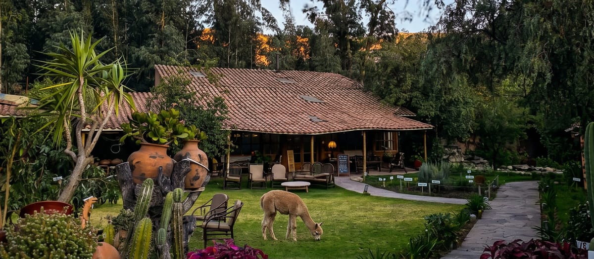 Alpaca al atardecer en los jardines del hotel
