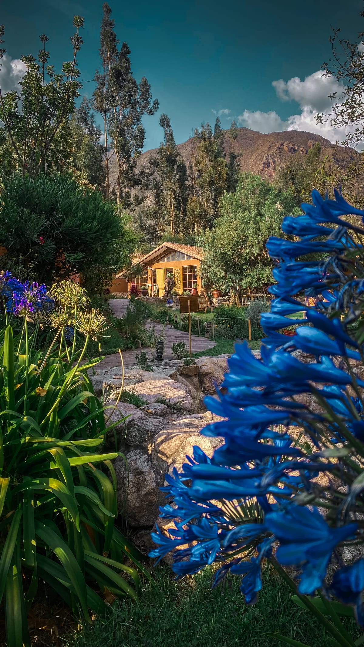 Sendero entre flores azules hacia la casona de Andean Wings Valley