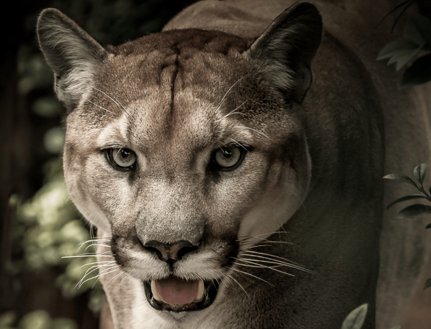Puma andino: El gran felino de los Andes peruanos